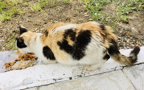 Кормление уличной кошки