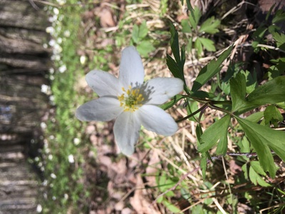 Первые весенние цветы в лесу
